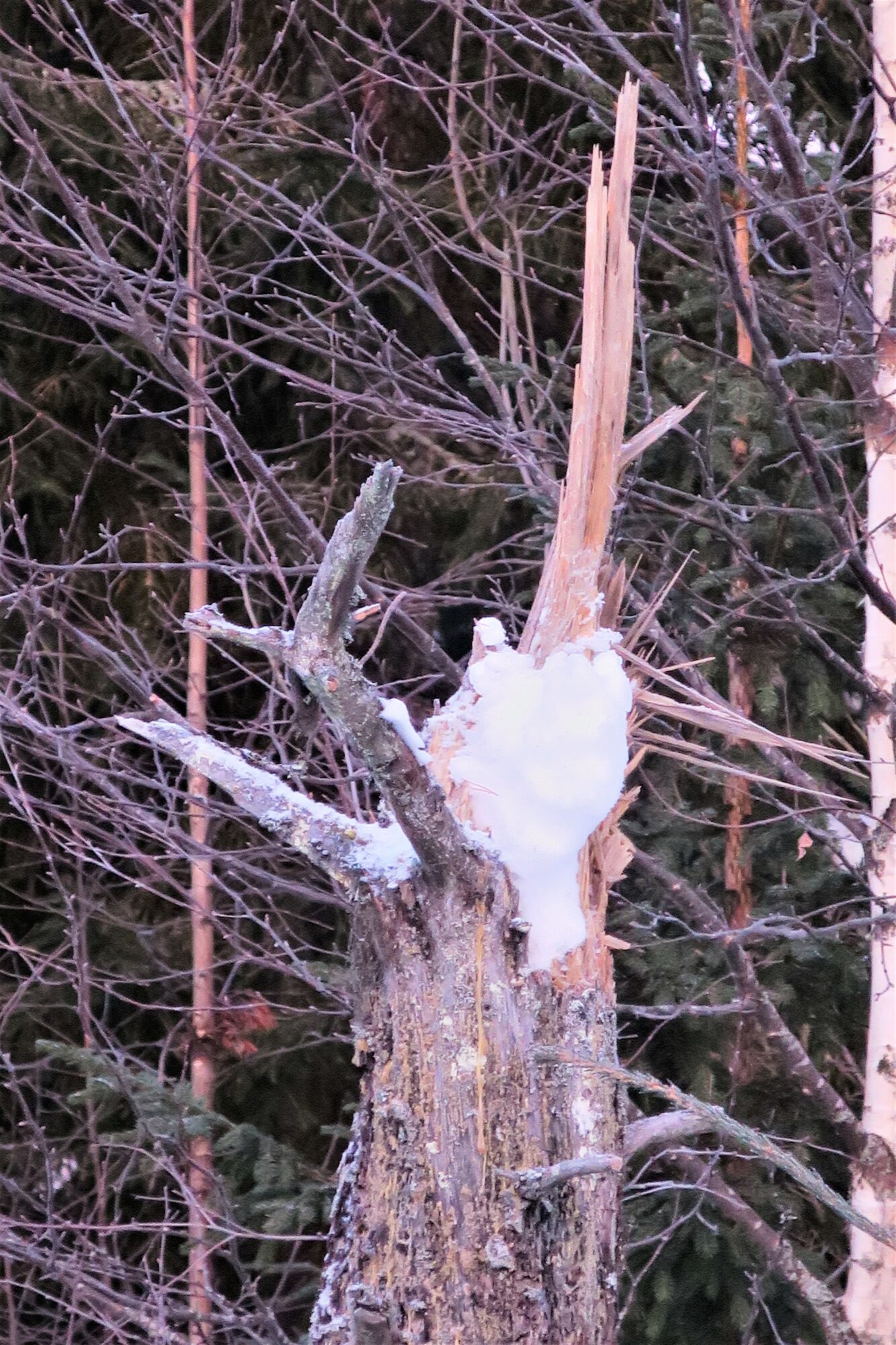 Valokuvaaja: Arto Alasuutari Valokuvaaja: Arto Alasuutari