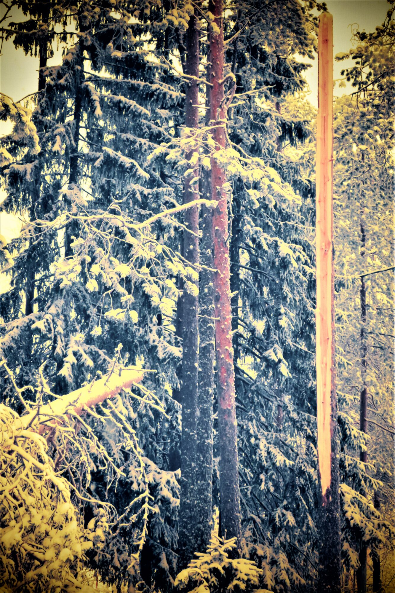 Valokuvaaja: Arto Alasuutari