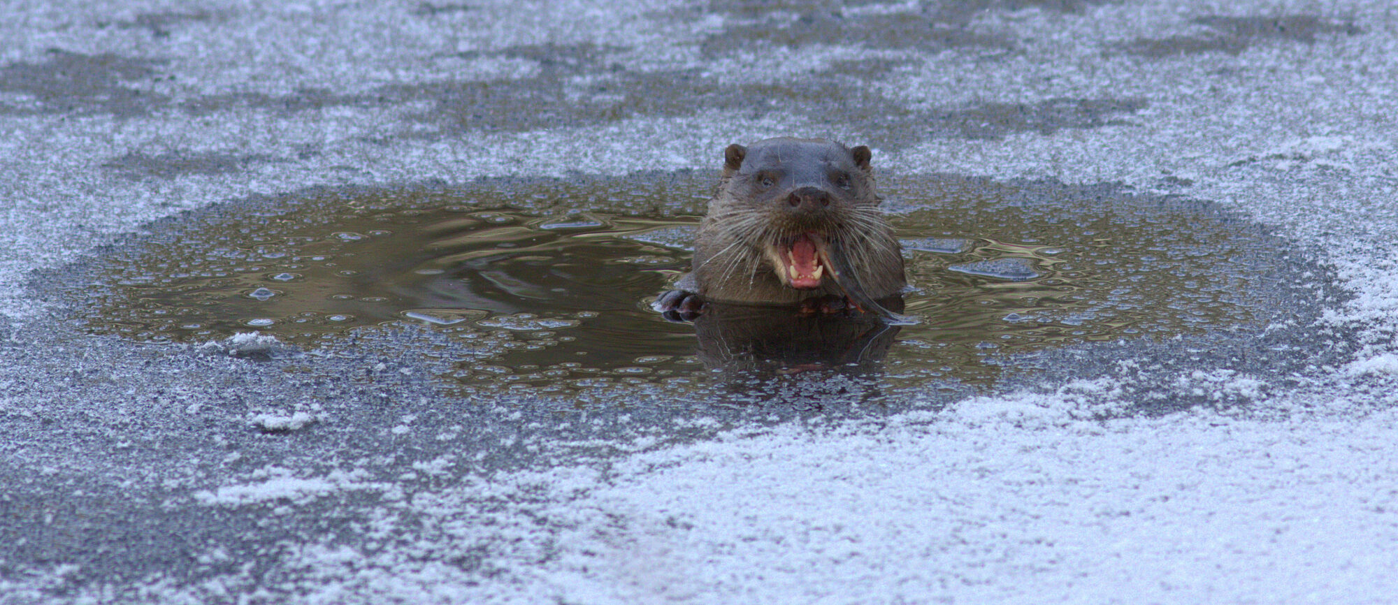 Valokuvaaja: tapio keinonen Valokuvaaja: tapio keinonen