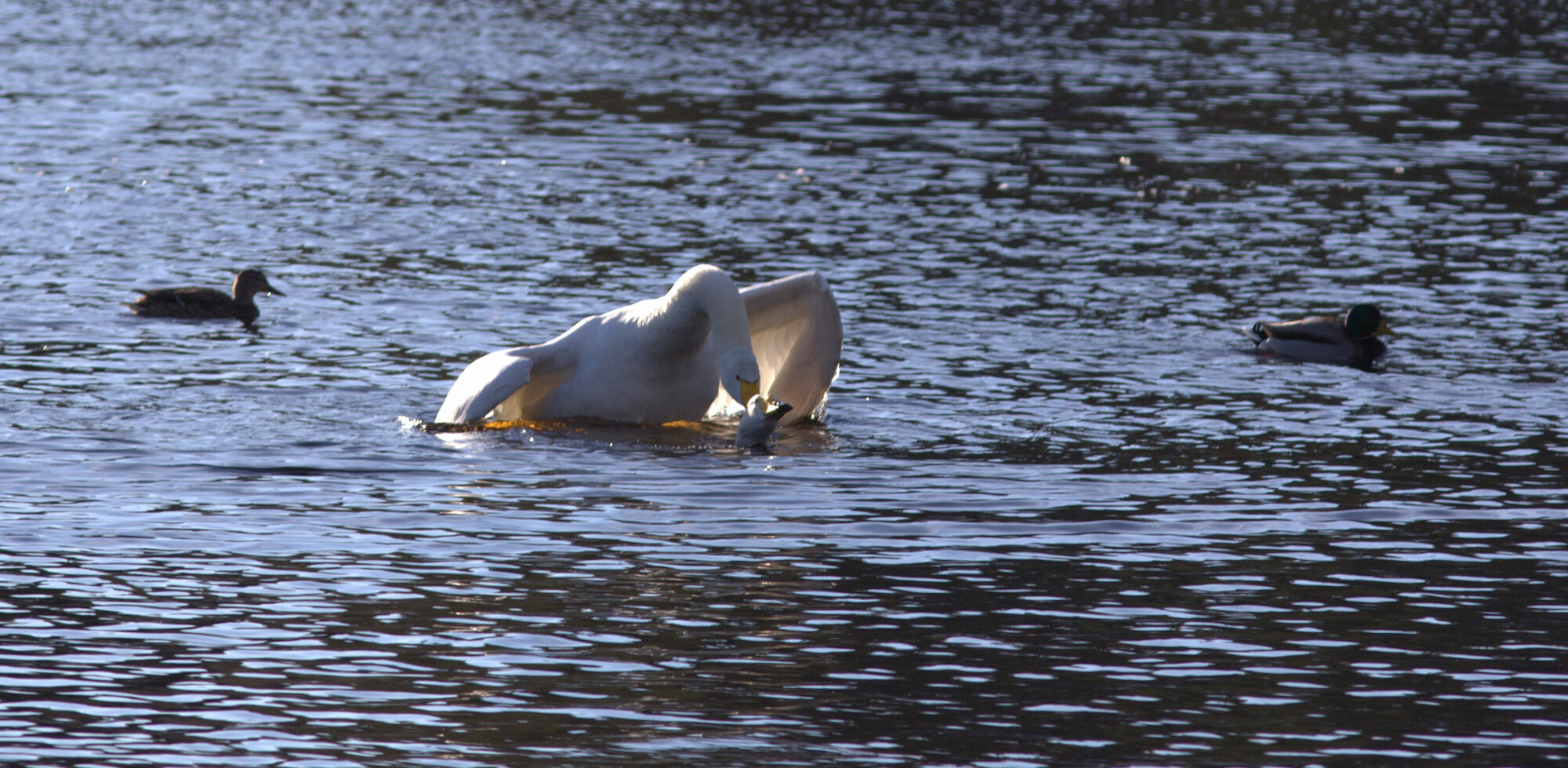 Valokuvaaja: Tapio Keinonen