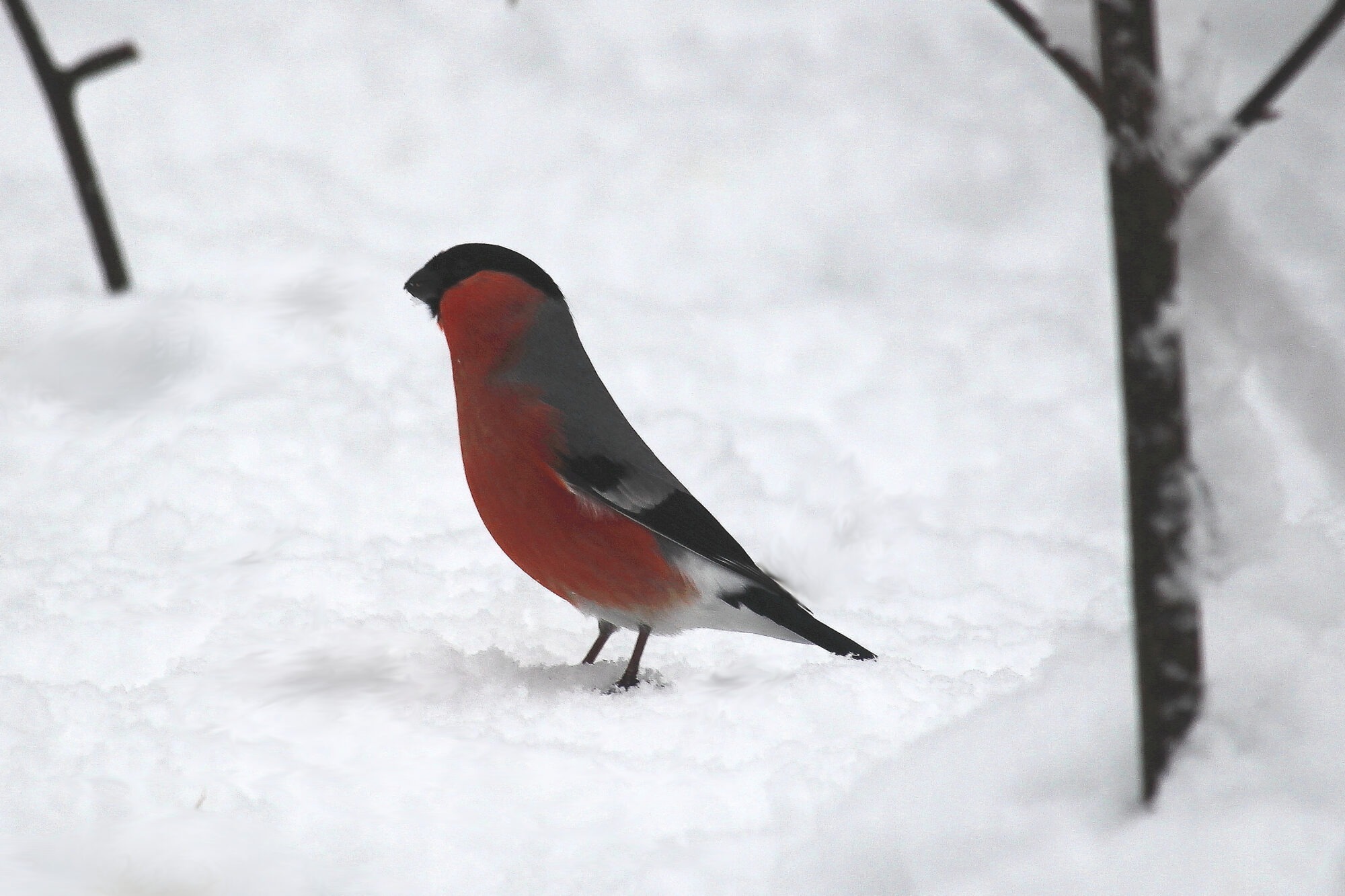 Valokuvaaja: Kirsi-Marja Joenpolvi