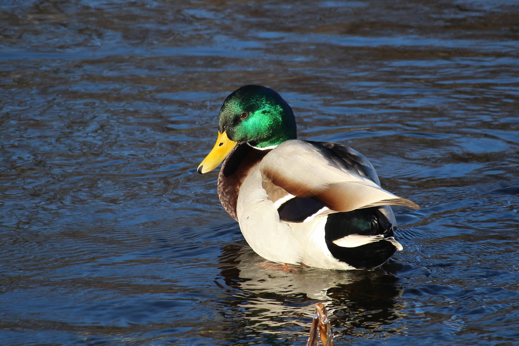 Valokuvaaja: Kirsi-Marja Joenpolvi