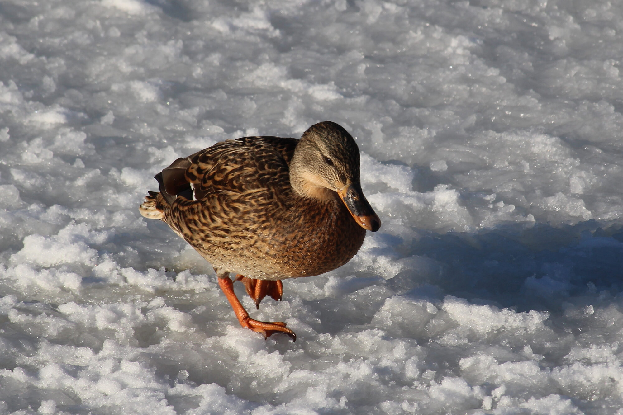 Valokuvaaja: Kirsi-Marja Joenpolvi