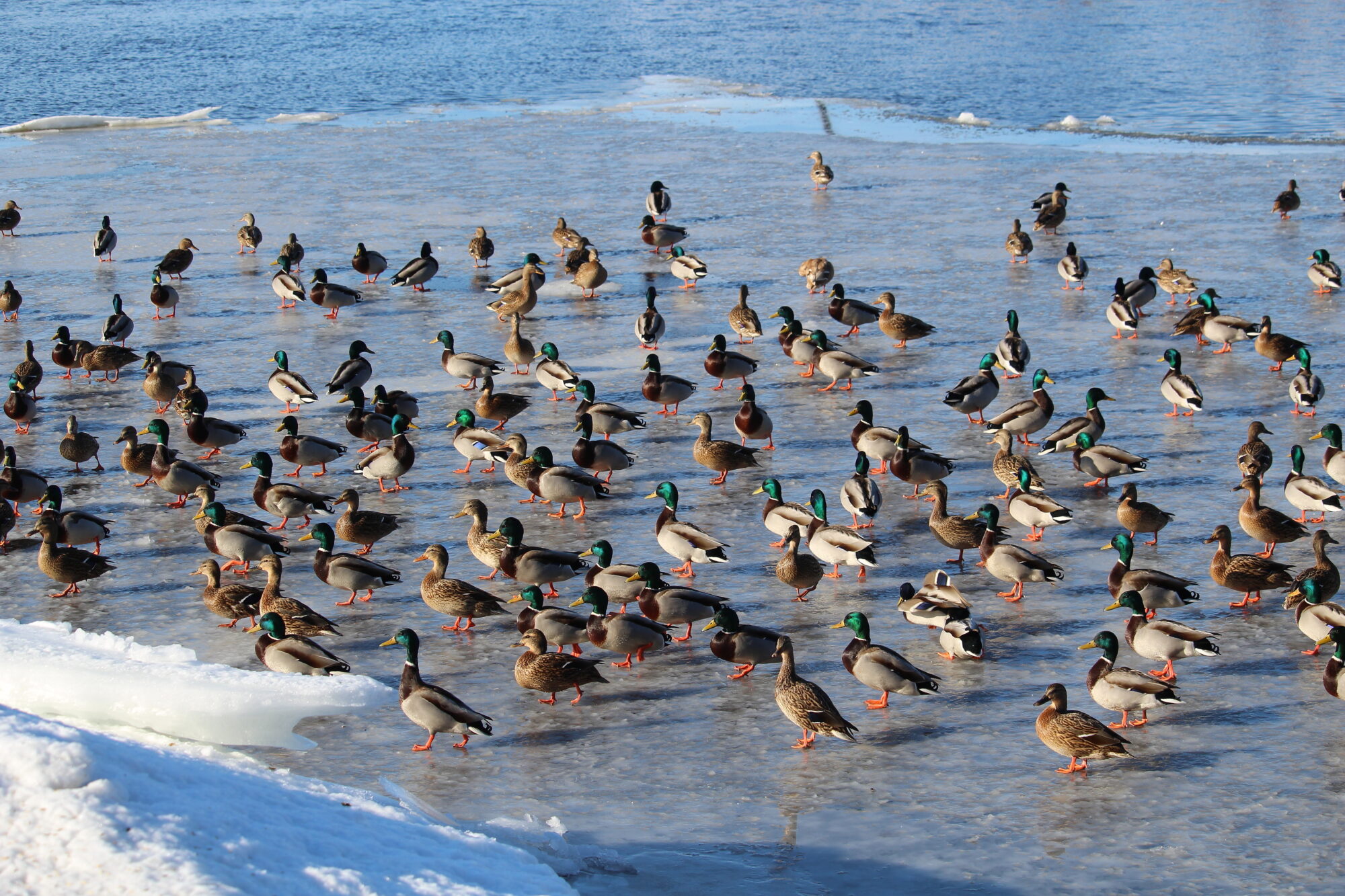 Valokuvaaja: Kirsi-Marja Joenpolvi