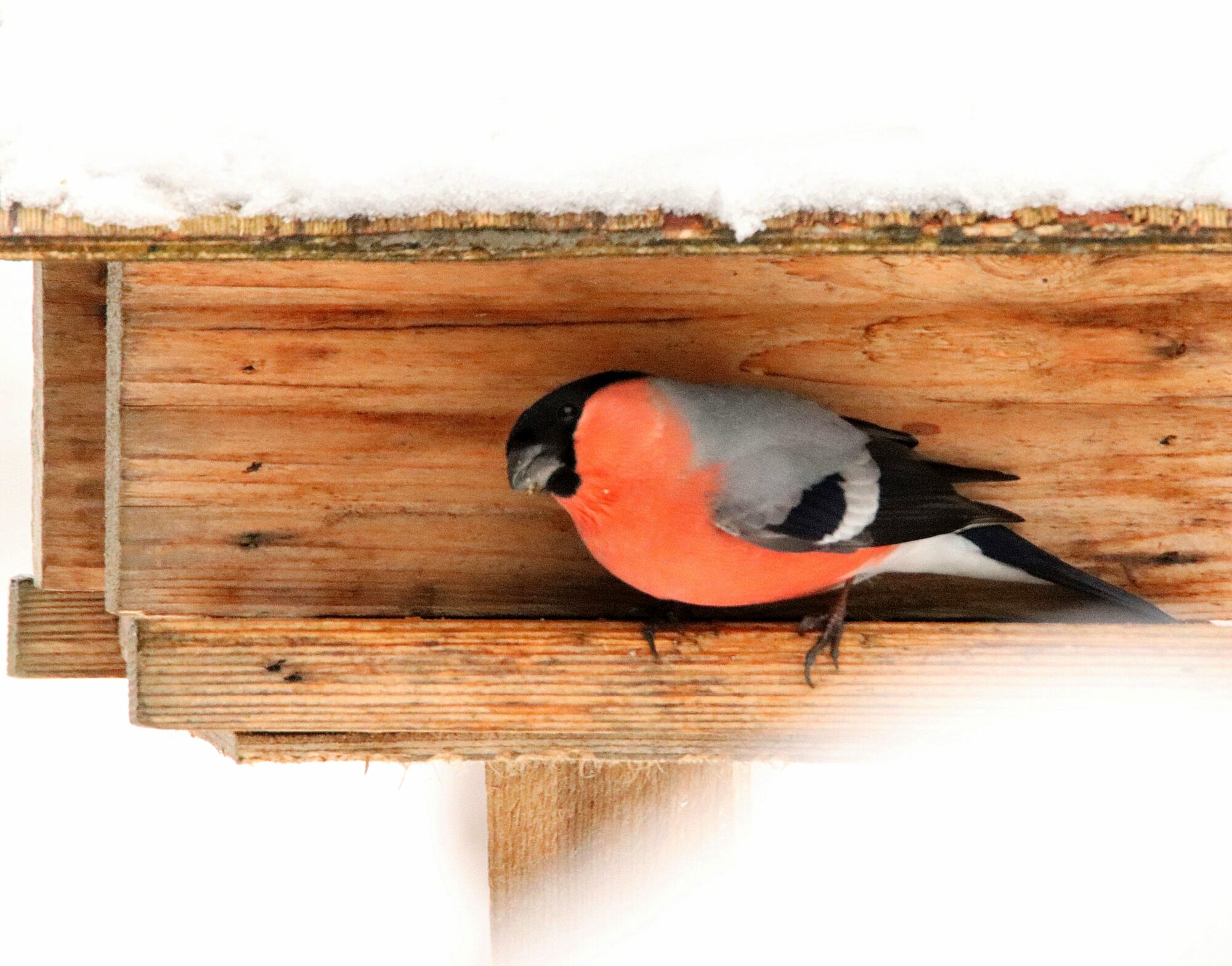 Valokuvaaja: Irja Lehtinen