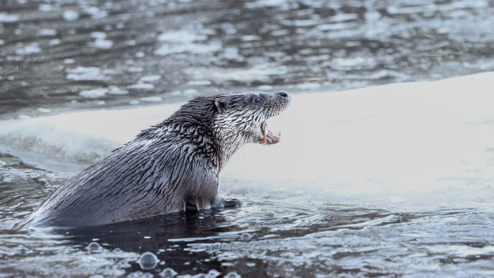 Valokuvaaja: Tommi Kujala