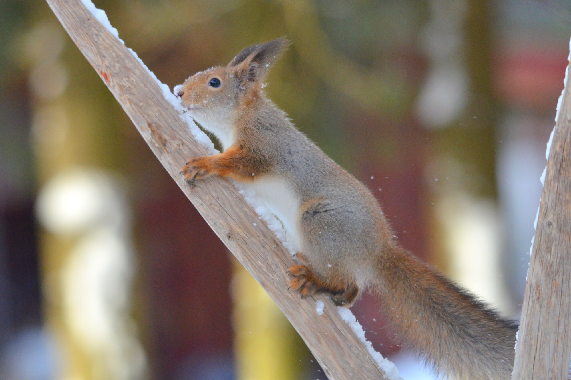 Valokuvaaja: Kaarlo Asikainen