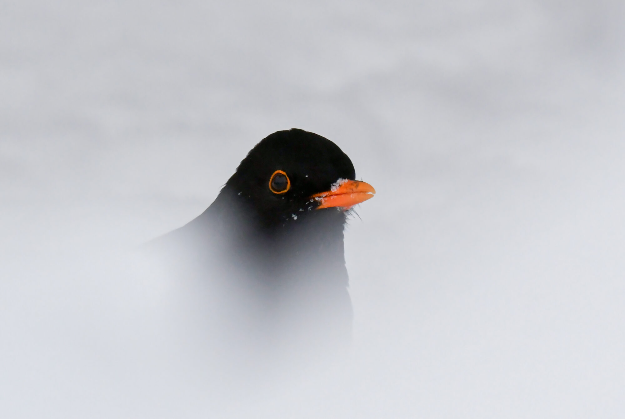 Valokuvaaja: Matti Manninen