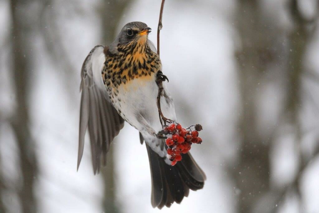 Valokuvaaja: Pasi Lähde Valokuvaaja: Pasi Lähde