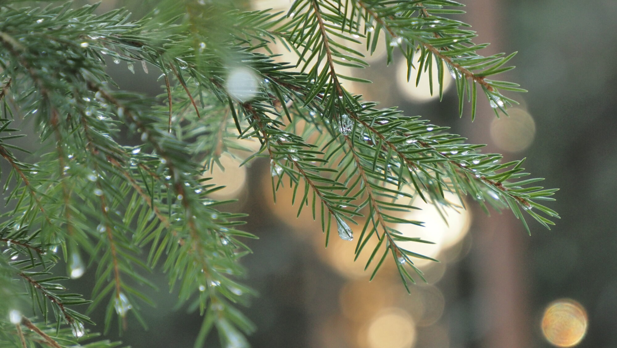 Valokuvaaja: Arja Valtonen