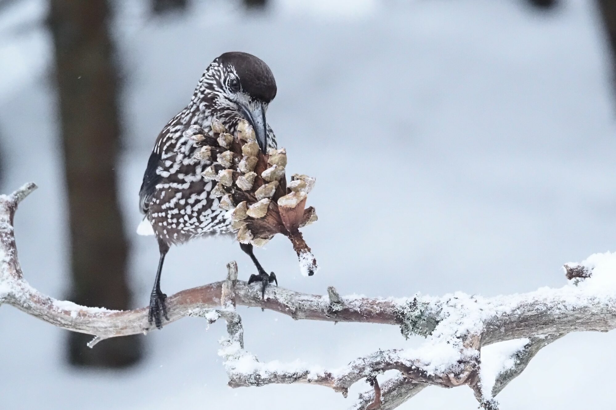 Valokuvaaja: Mikkola Irma