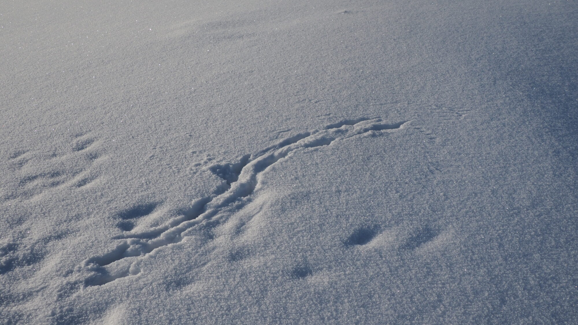 Valokuvaaja: Martti Valtonen