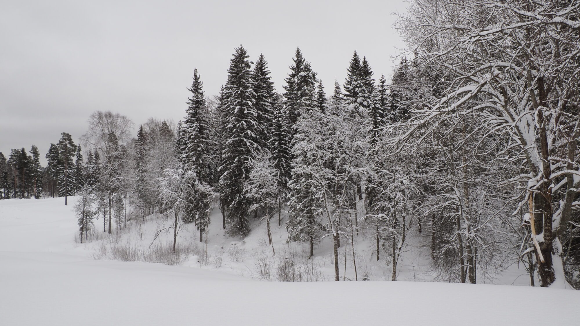 Valokuvaaja: Arja Valtonen