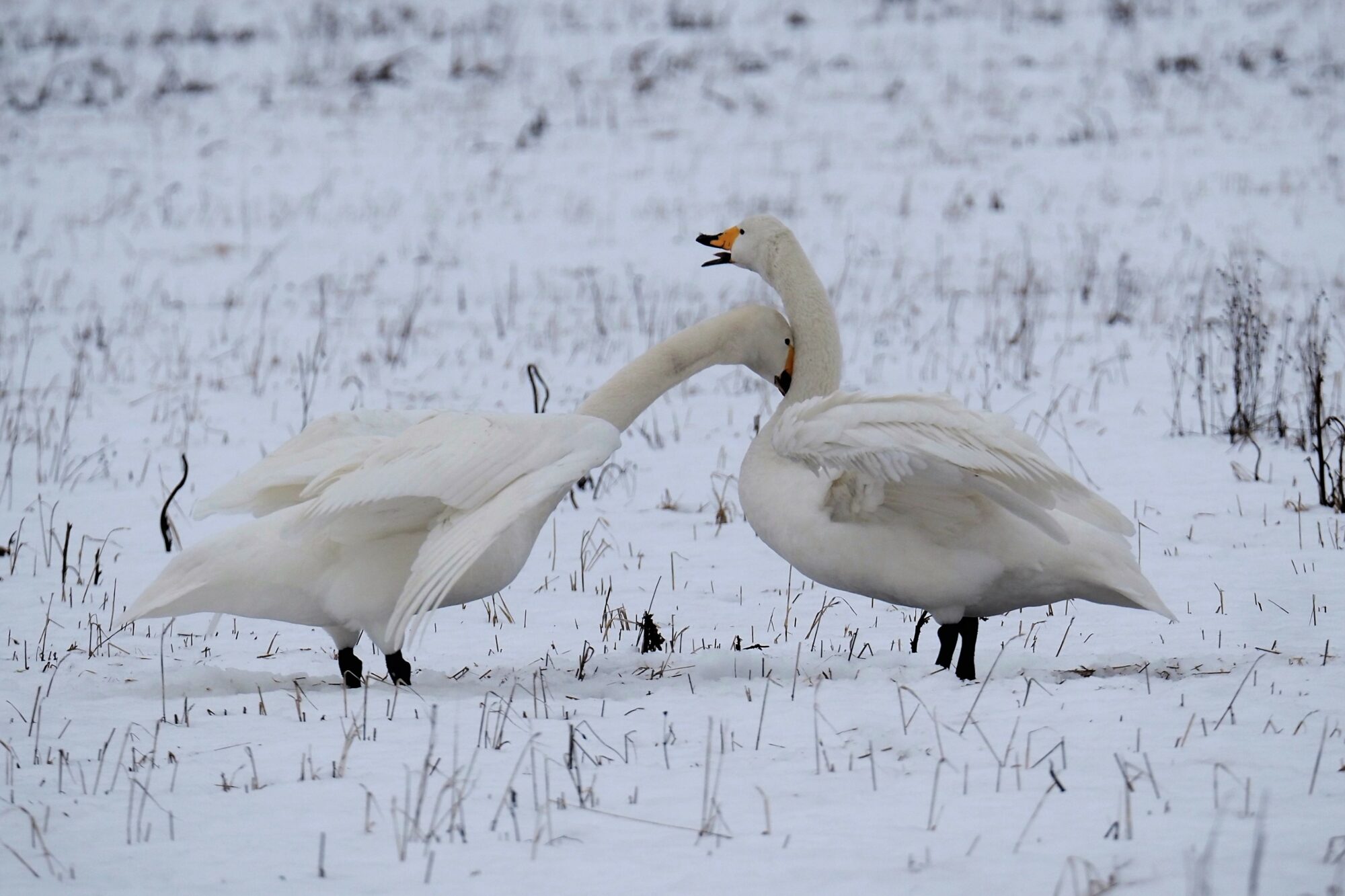 Valokuvaaja: Mikkola Irma