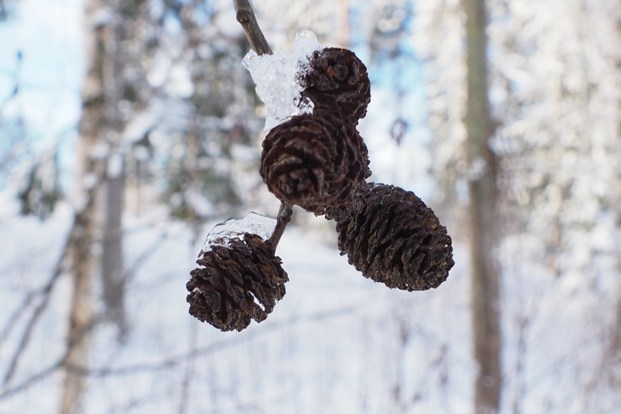 Valokuvaaja: Martti Valtonen