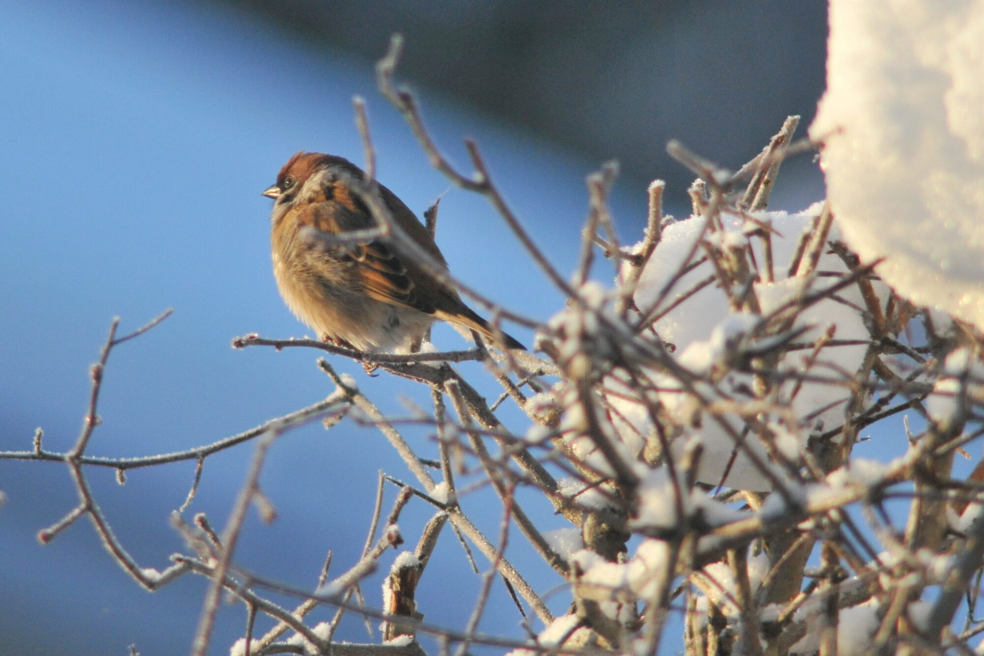 Valokuvaaja: Kaarlo Asikainen