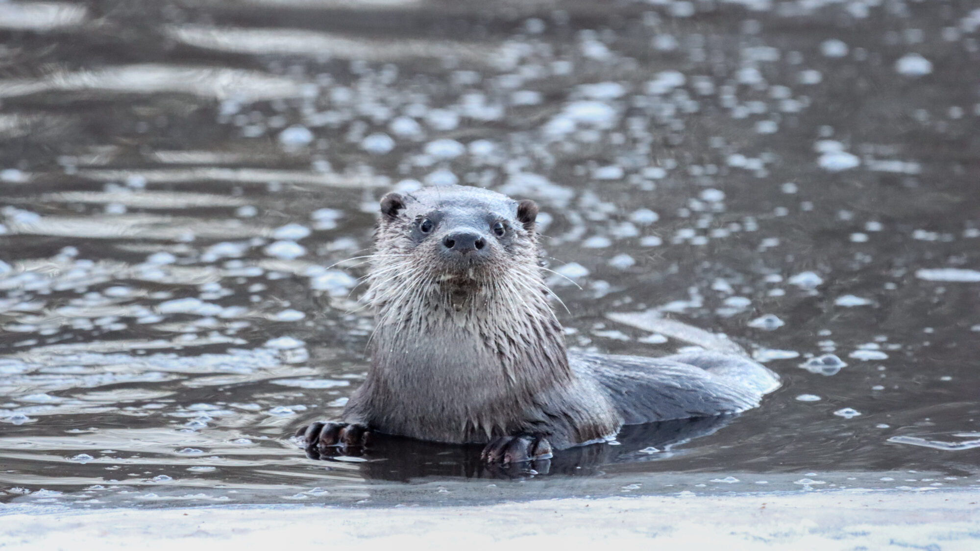 Valokuvaaja: Tommi Kujala