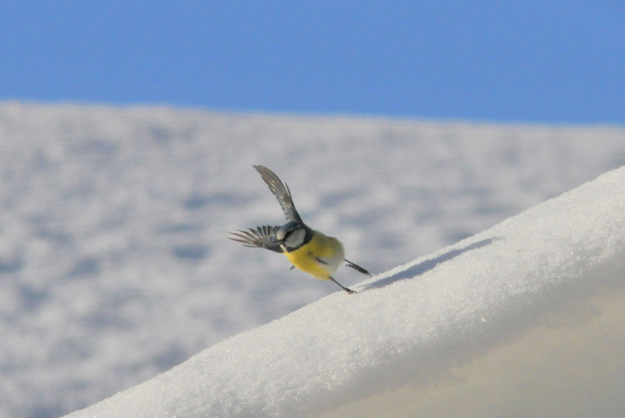 Valokuvaaja: Kaarlo Asikainen