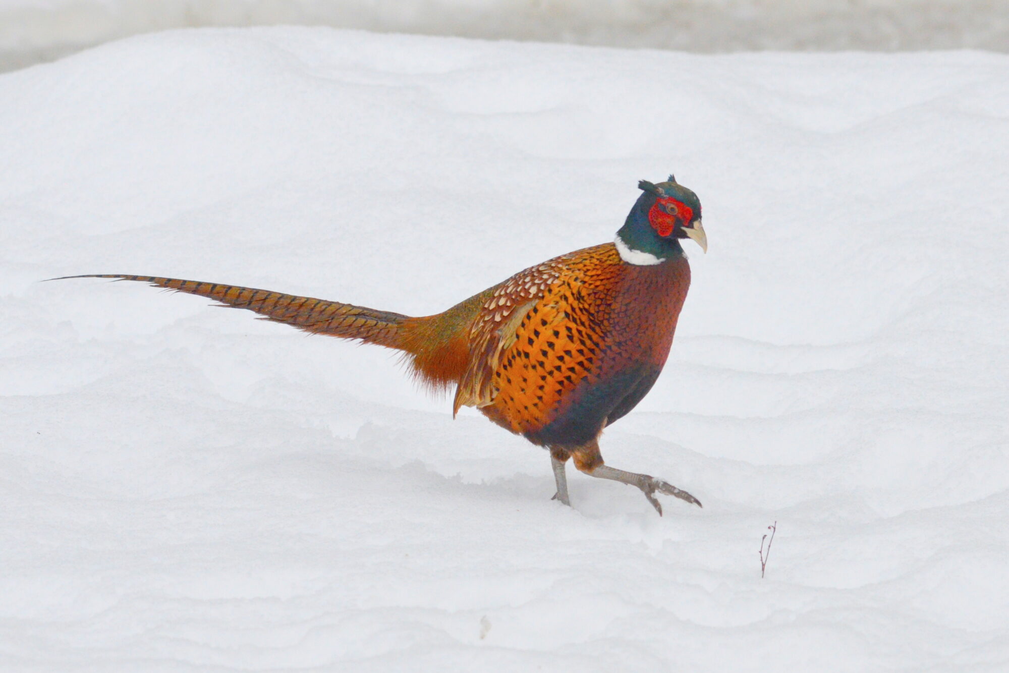 Valokuvaaja: Kaarlo Asikainen