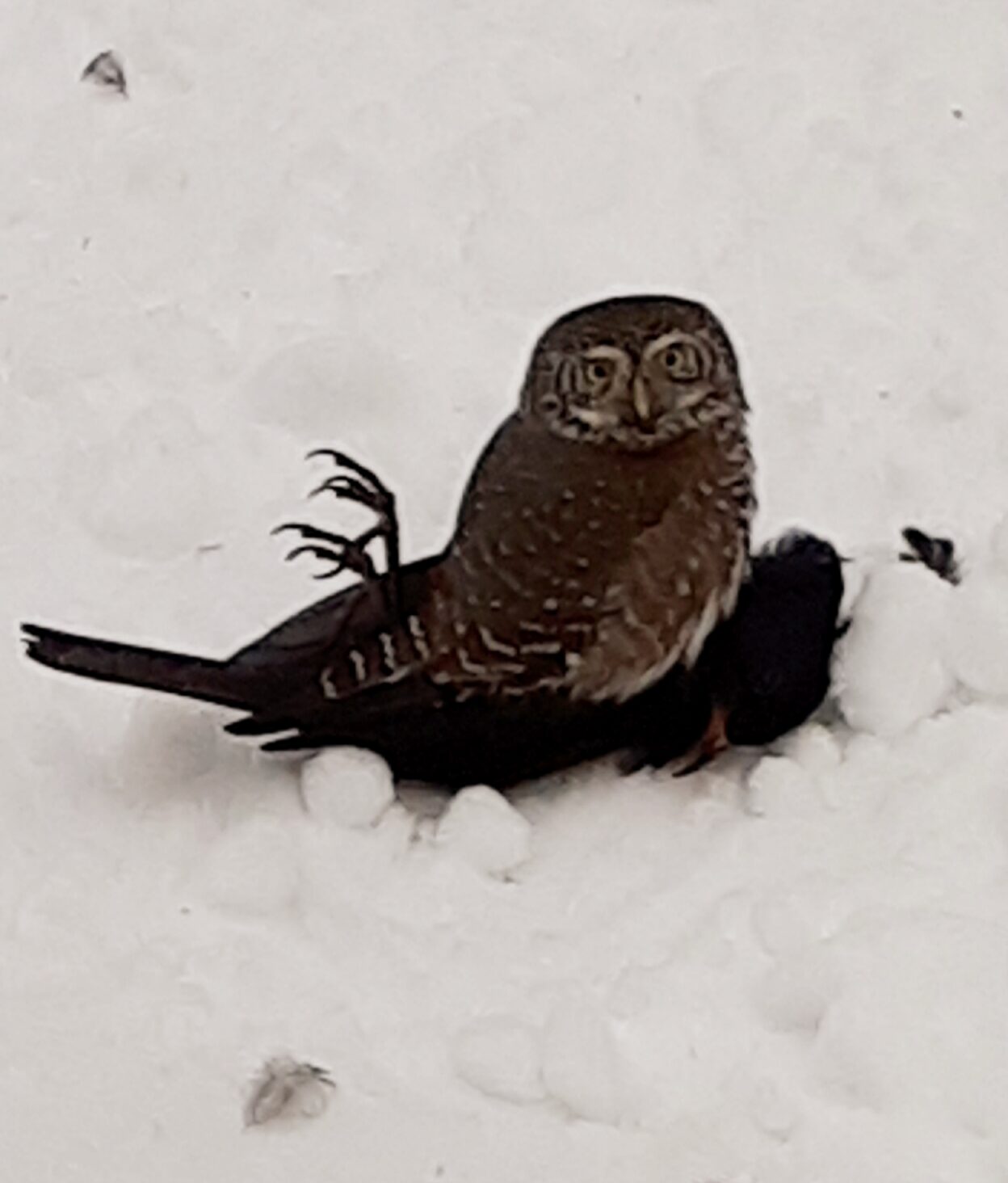 Valokuvaaja: Leena Manninen