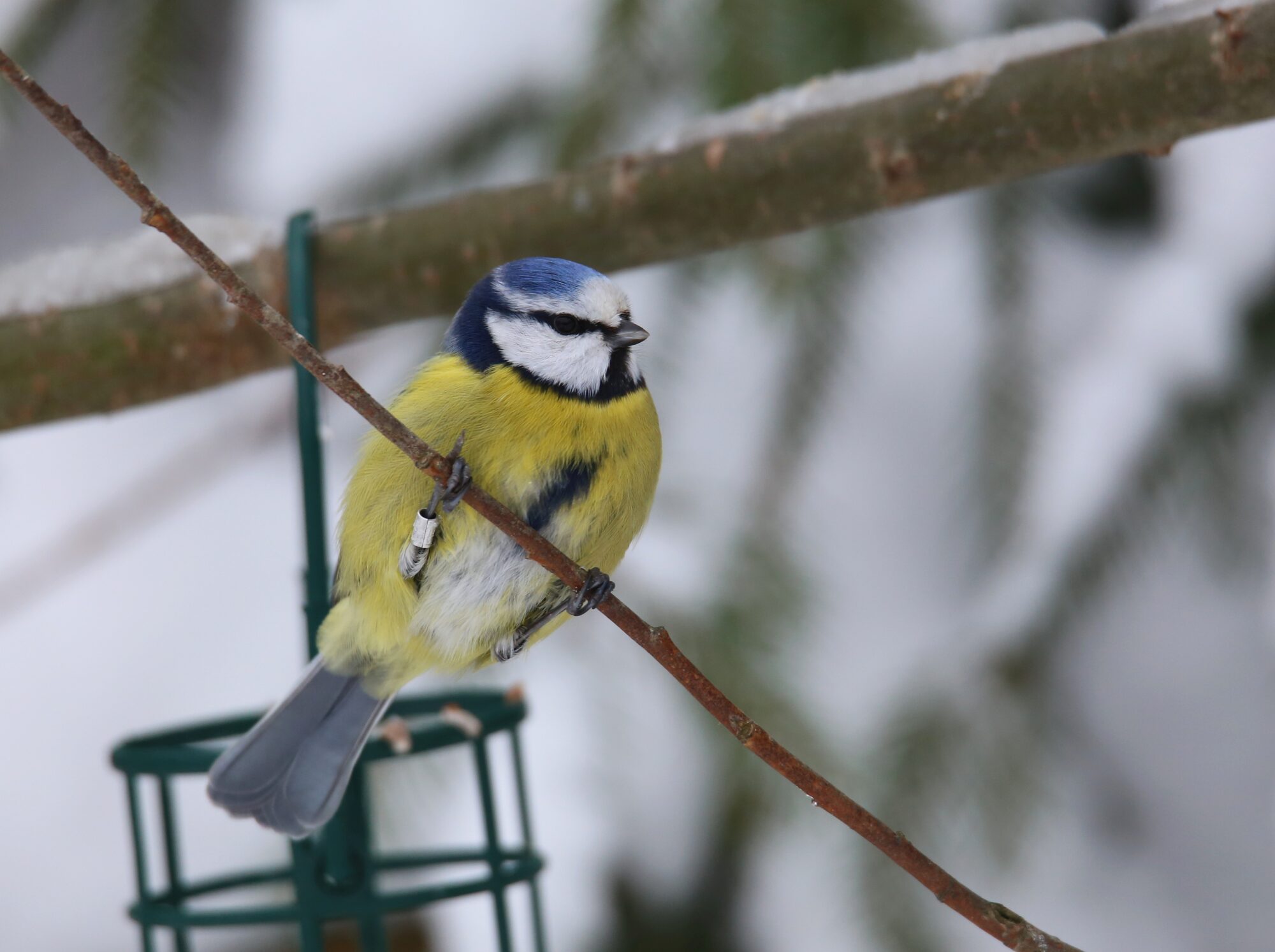 Valokuvaaja: Jaana Saarelainen