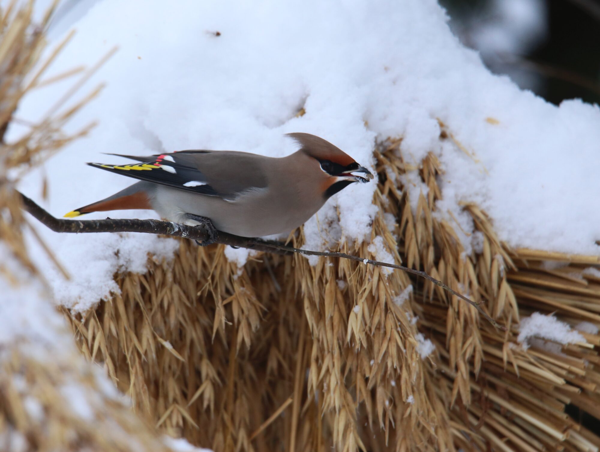 Valokuvaaja: Jaana Saarelainen