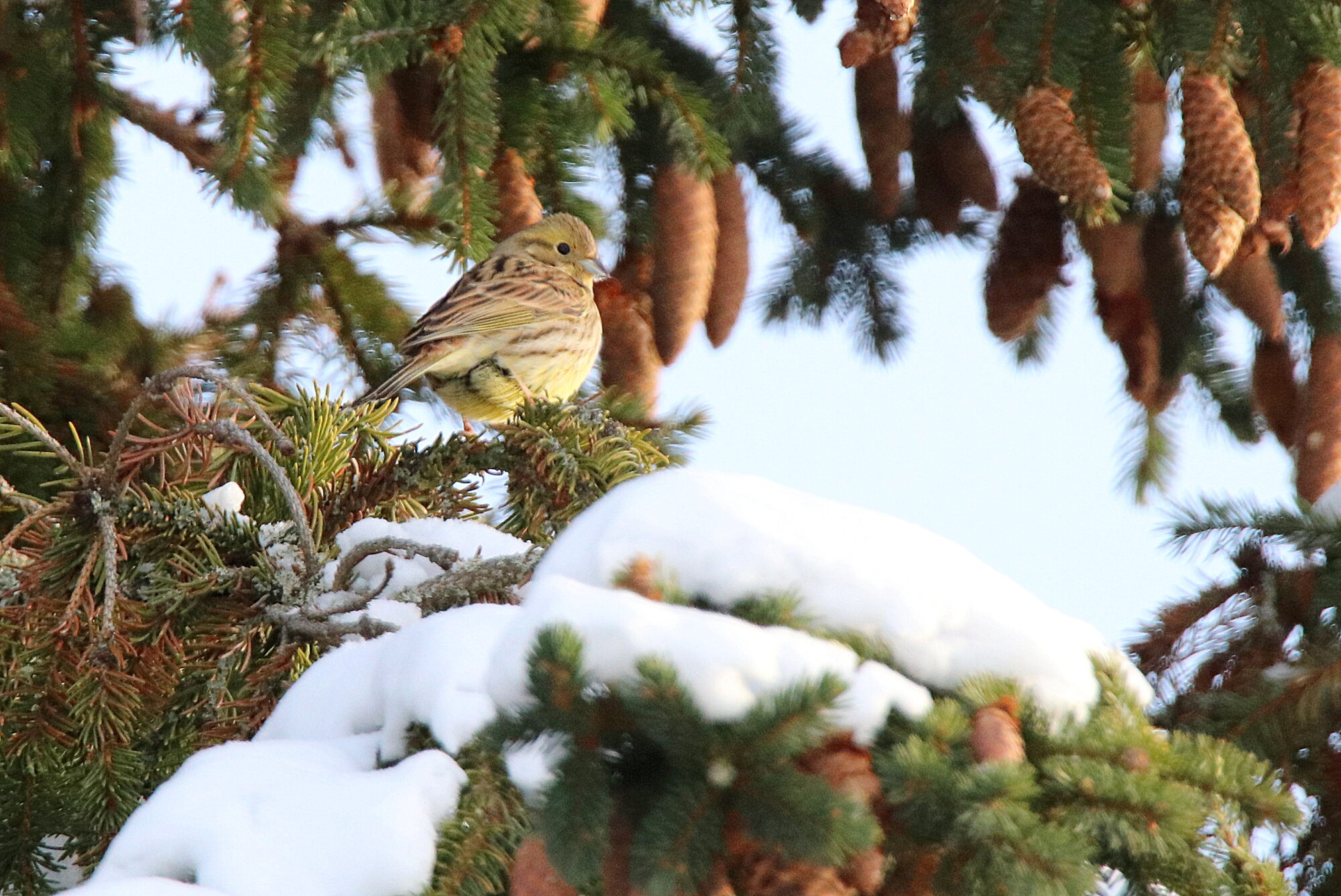 Valokuvaaja: sirpa jyske