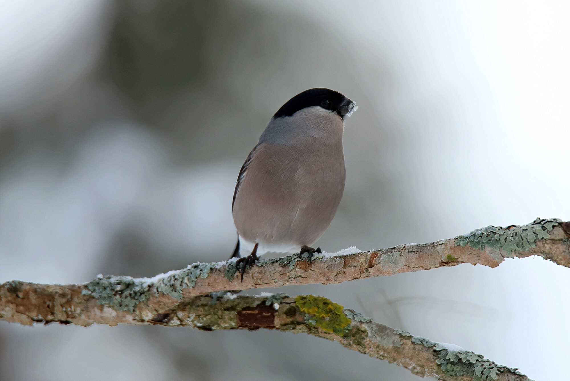 Valokuvaaja: sirpa jyske