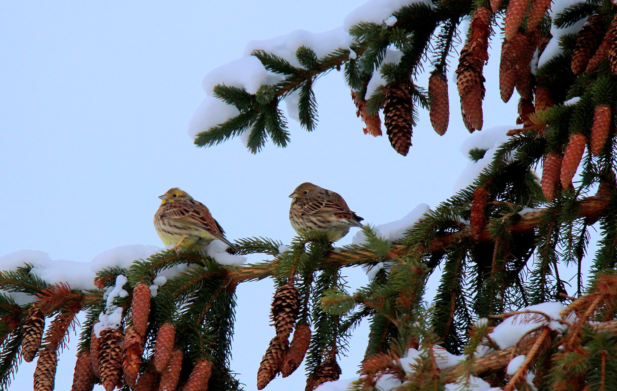 Valokuvaaja: sirpa jyske