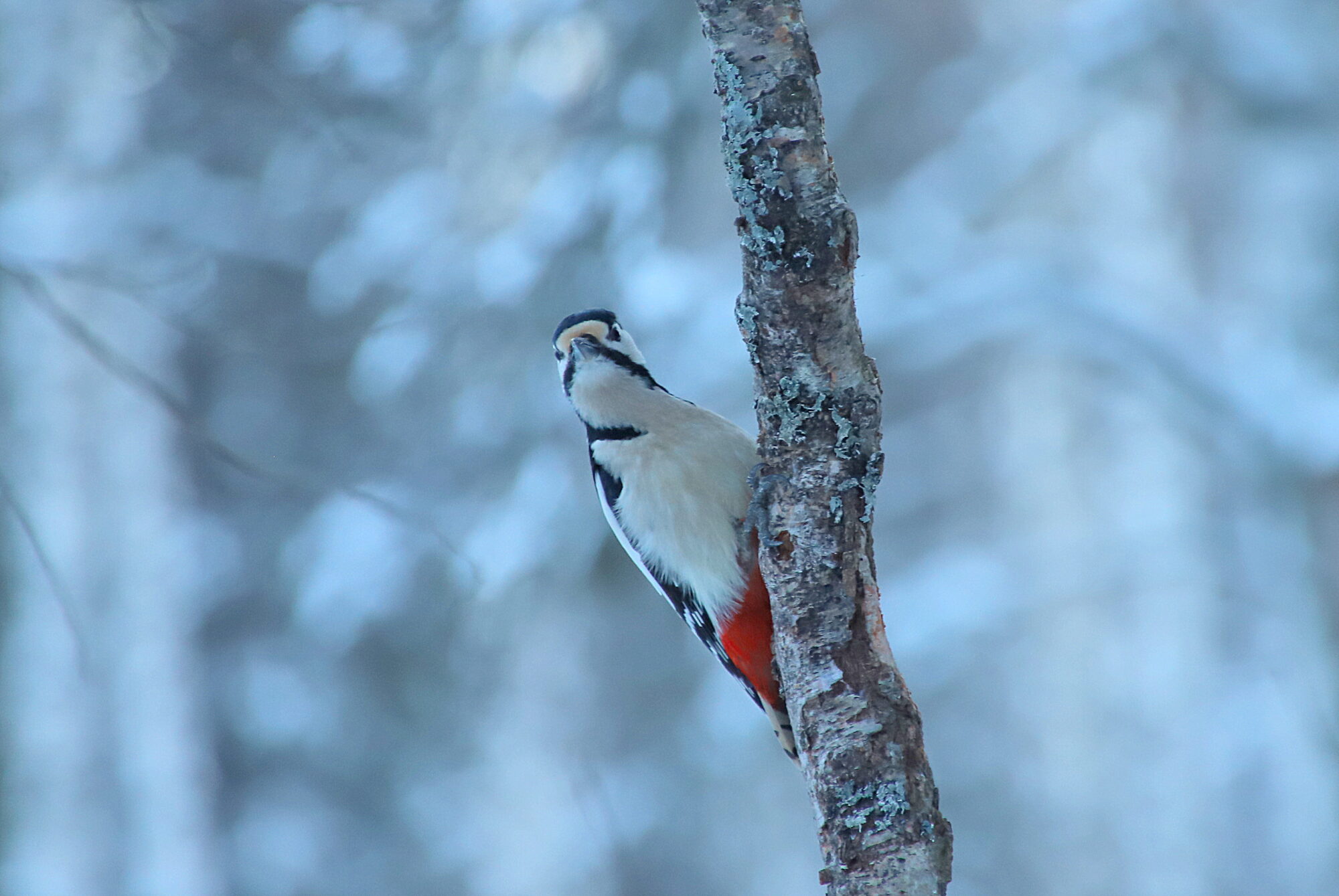 Valokuvaaja: sirpa jyske Valokuvaaja: sirpa jyske
