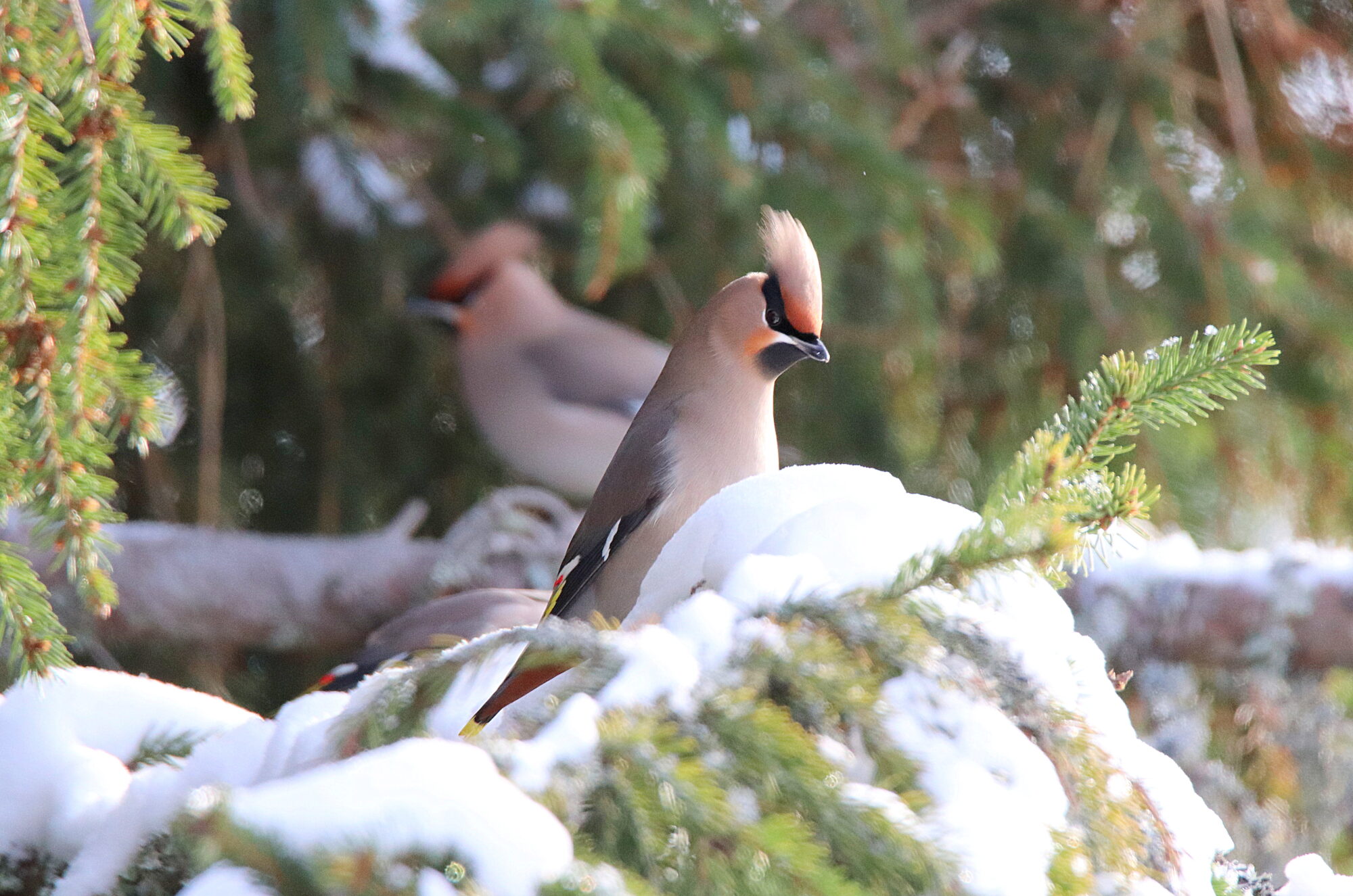 Valokuvaaja: sirpa jyske