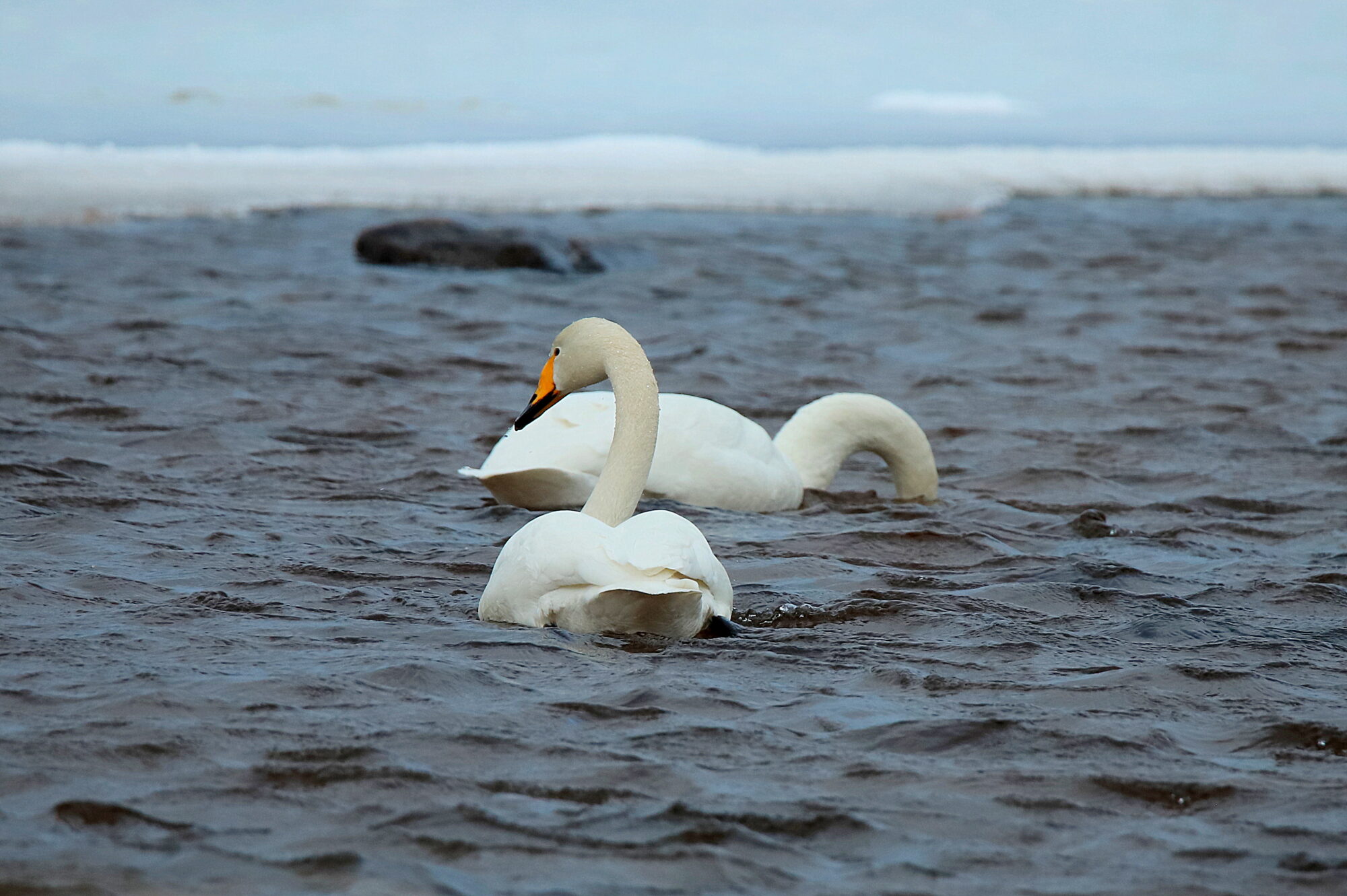 Valokuvaaja: sirpa jyske Valokuvaaja: sirpa jyske