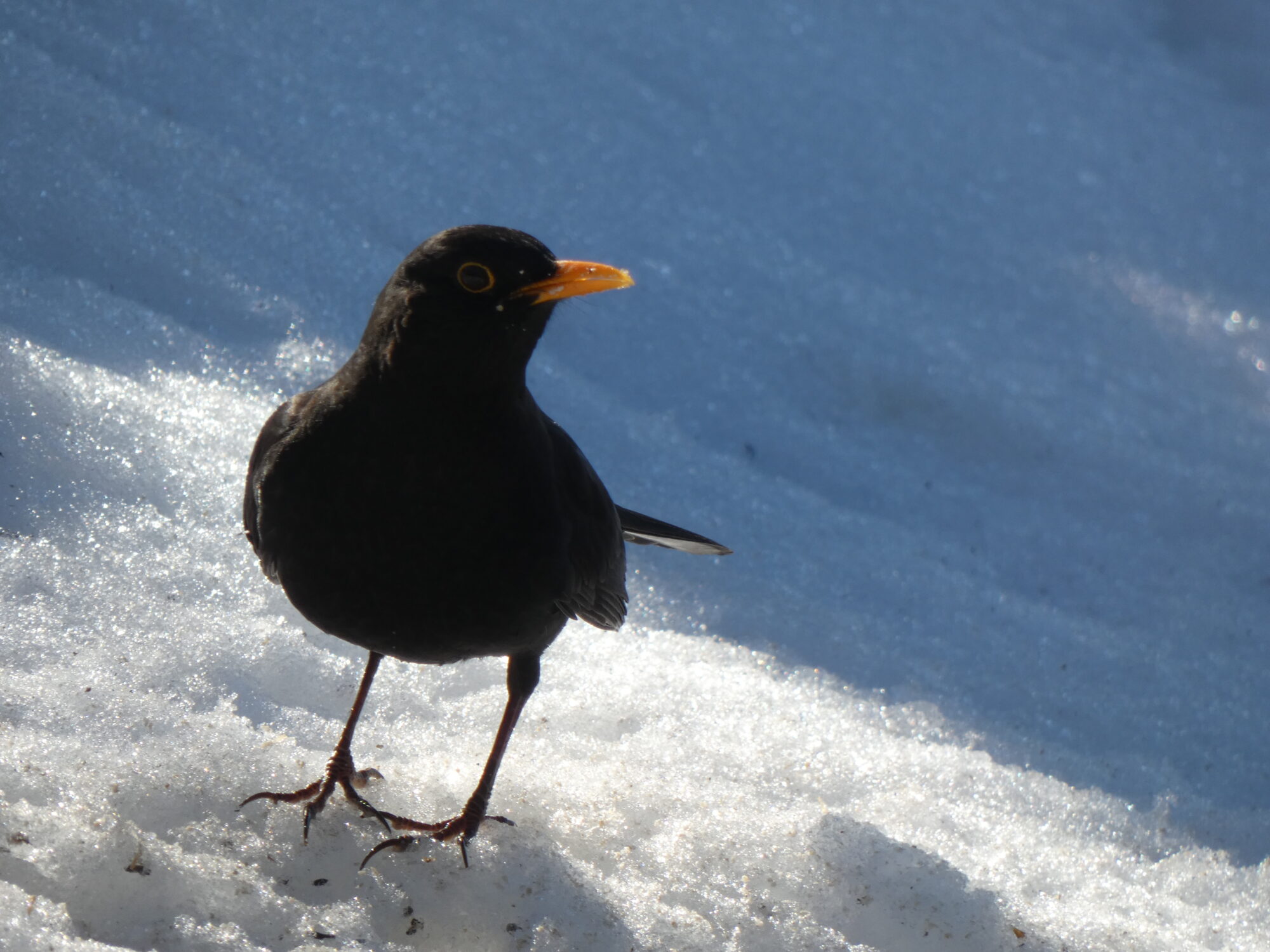 Valokuvaaja: Pekka Heino