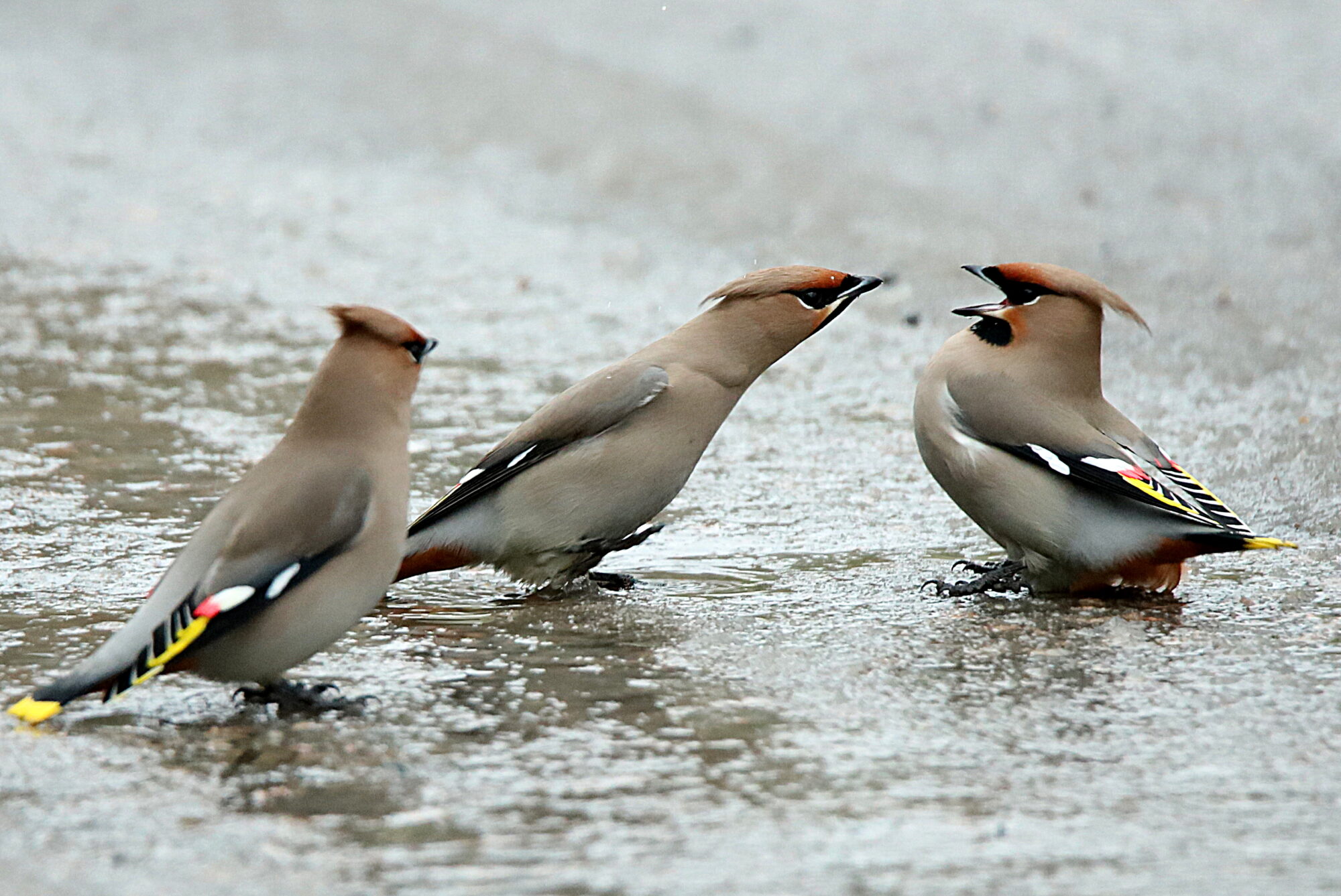 Valokuvaaja: sirpa jyske Valokuvaaja: sirpa jyske