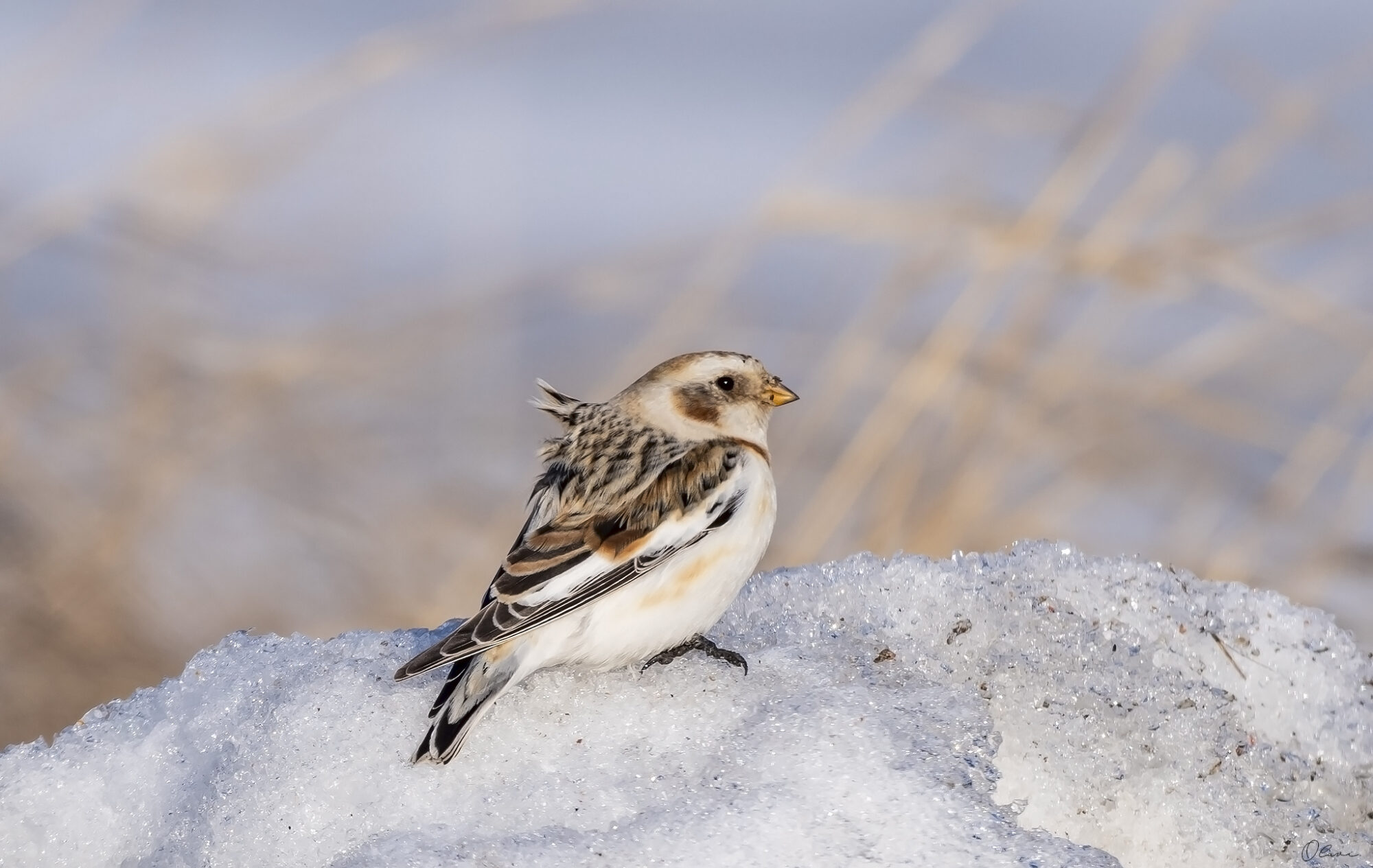 Valokuvaaja: Olavi Kangas