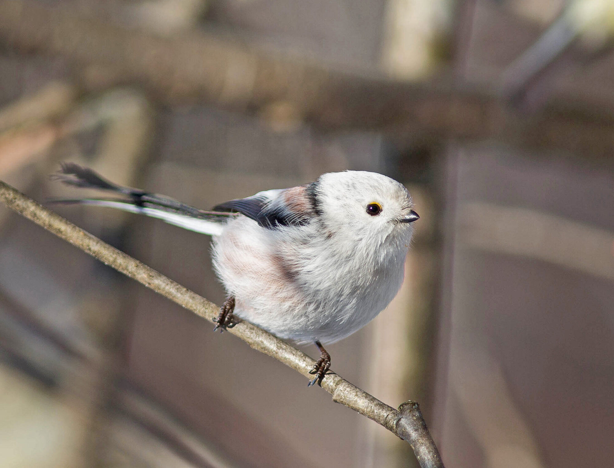 Valokuvaaja: Irma Kortekallio Valokuvaaja: Irma Kortekallio