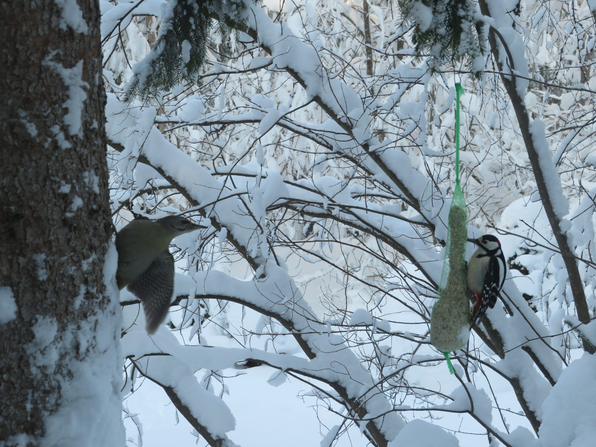 Valokuvaaja: Kaarina Walter