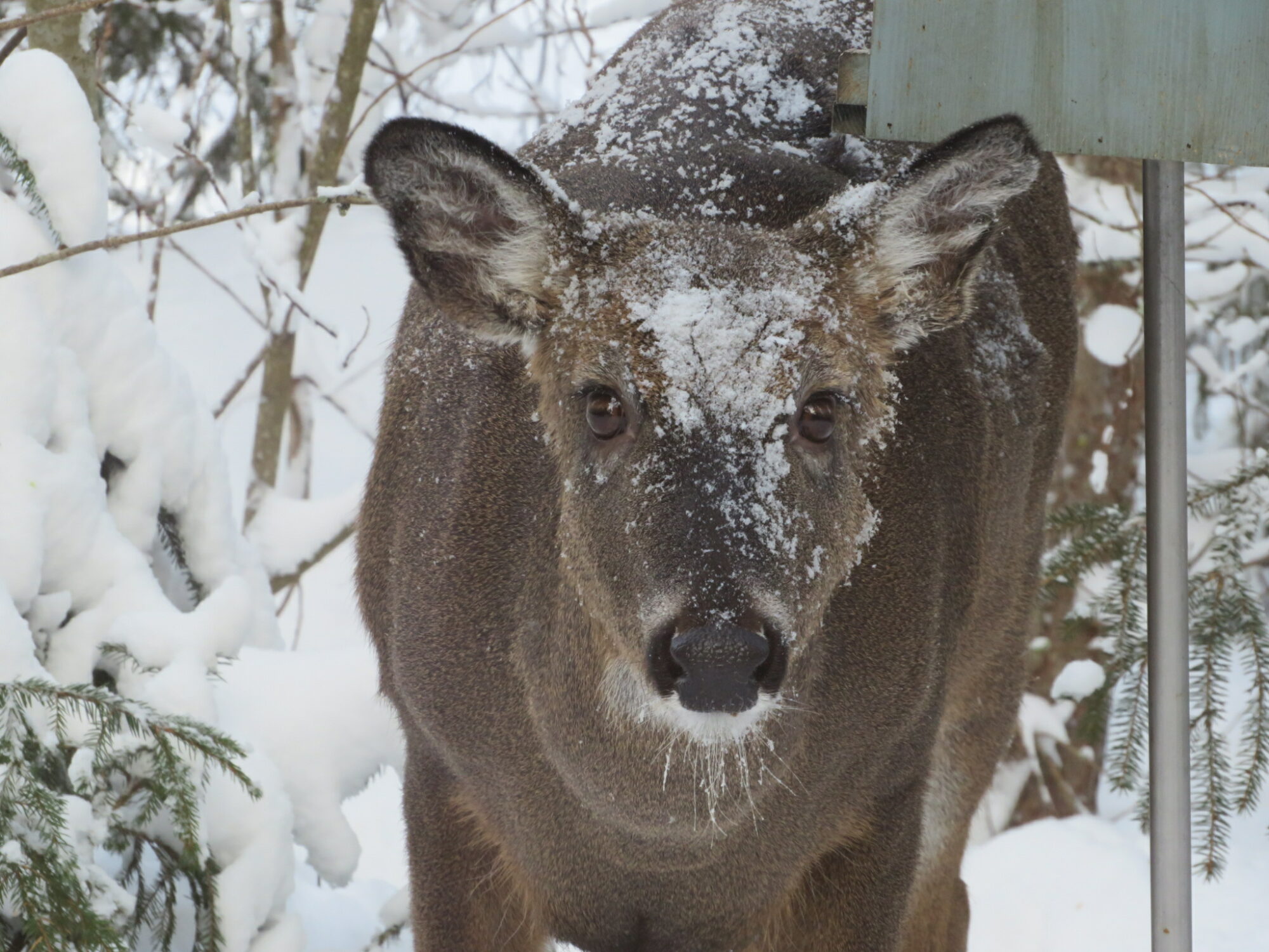 Valokuvaaja: Kaarina Walter
