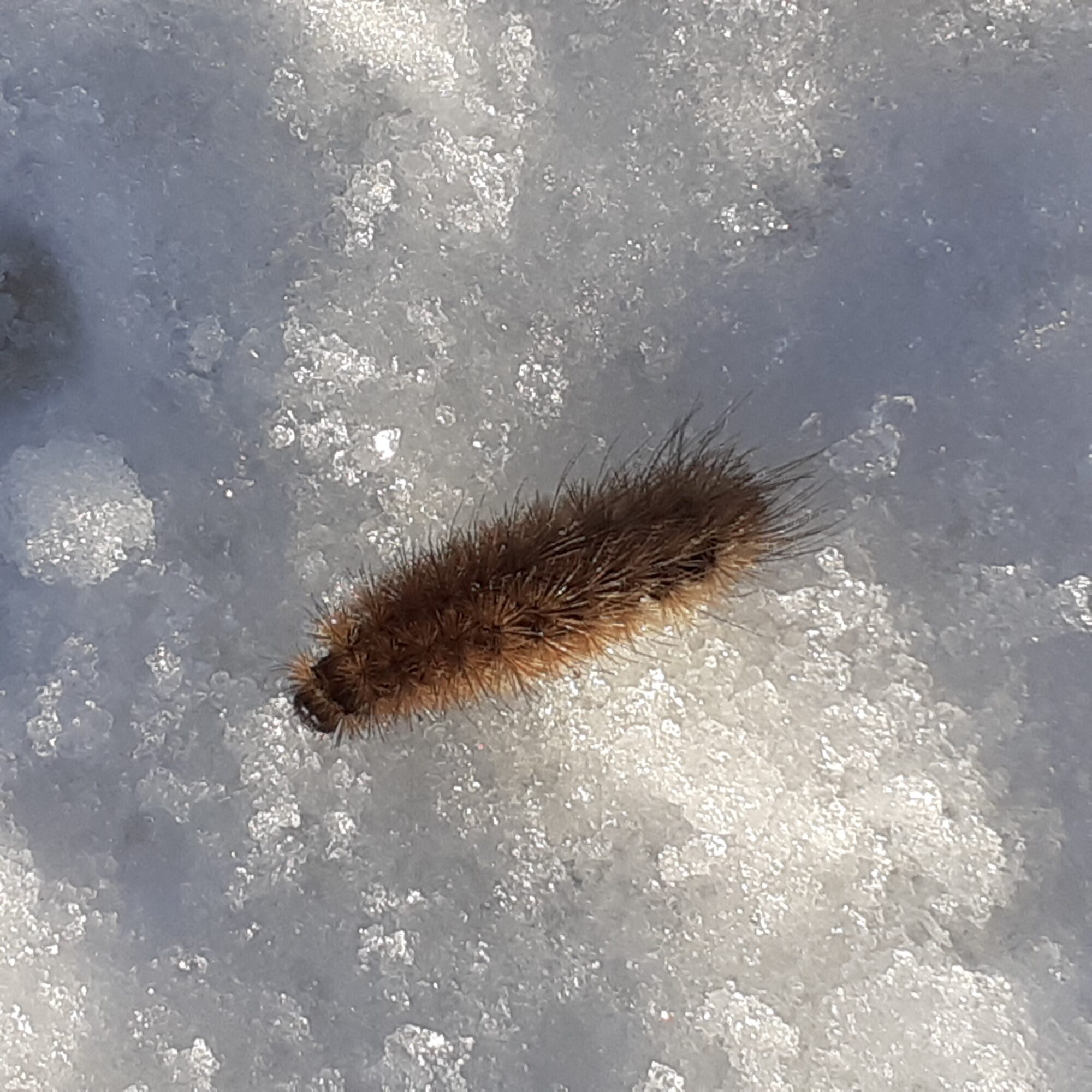 Valokuvaaja: Maarit Pietiläinen Valokuvaaja: Maarit Pietiläinen