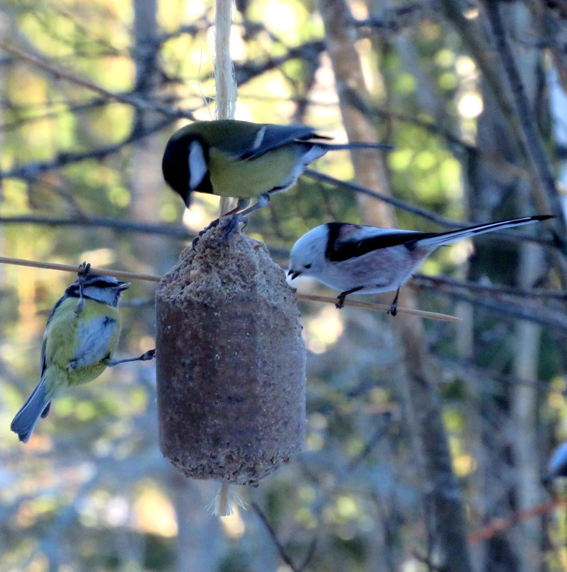 Valokuvaaja: Kaarina Walter