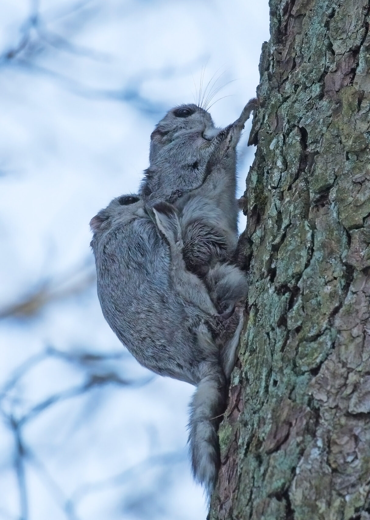 Valokuvaaja: Anna-Liisa Pirhonen Valokuvaaja: Anna-Liisa Pirhonen