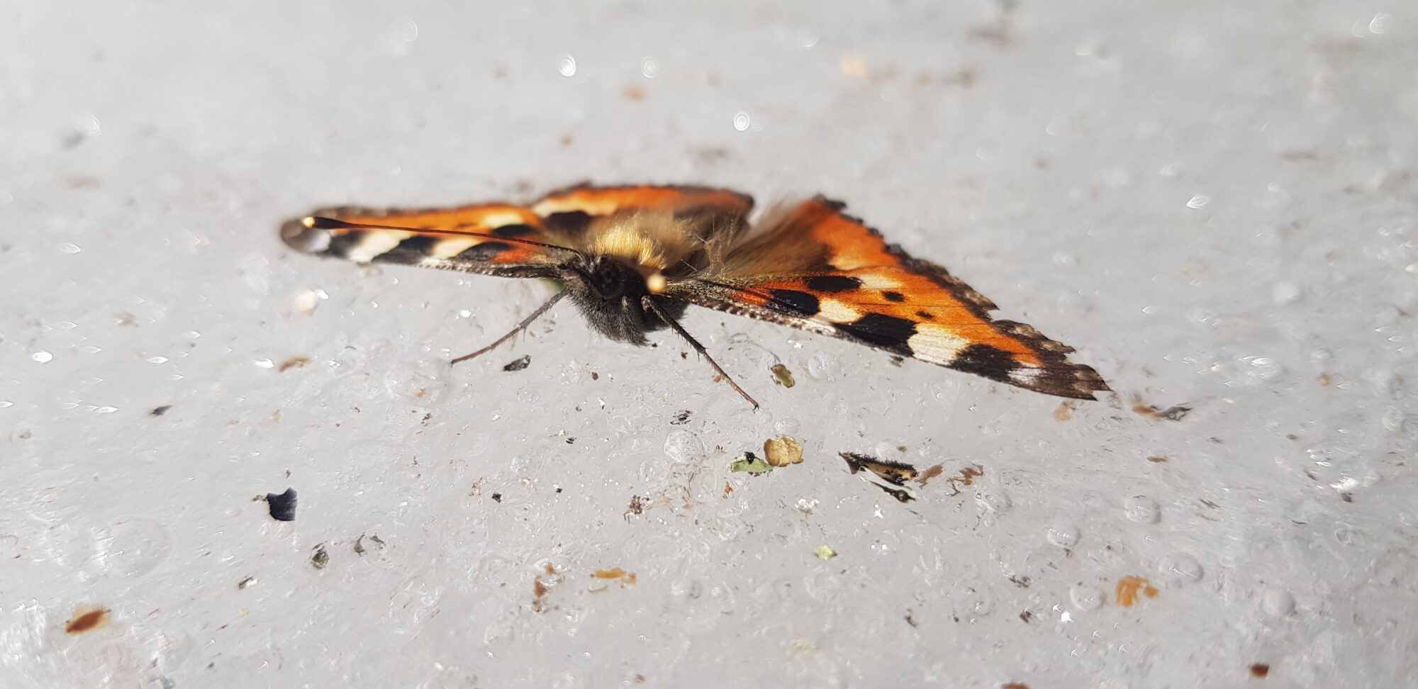 Valokuvaaja: Harry Yli-Uotila