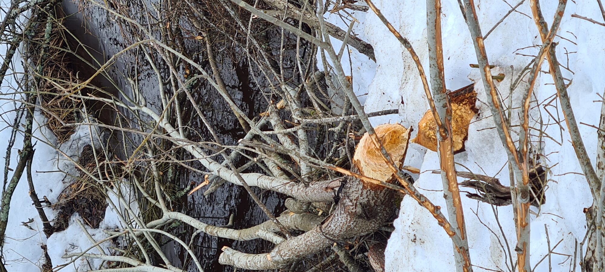 Valokuvaaja: Kaarina