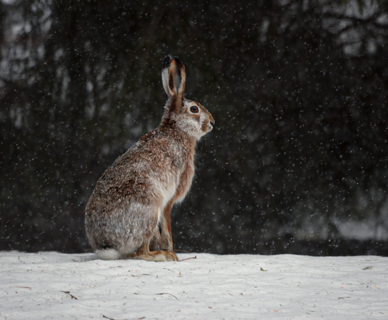 Valokuvaaja: Tomi Heikkonen