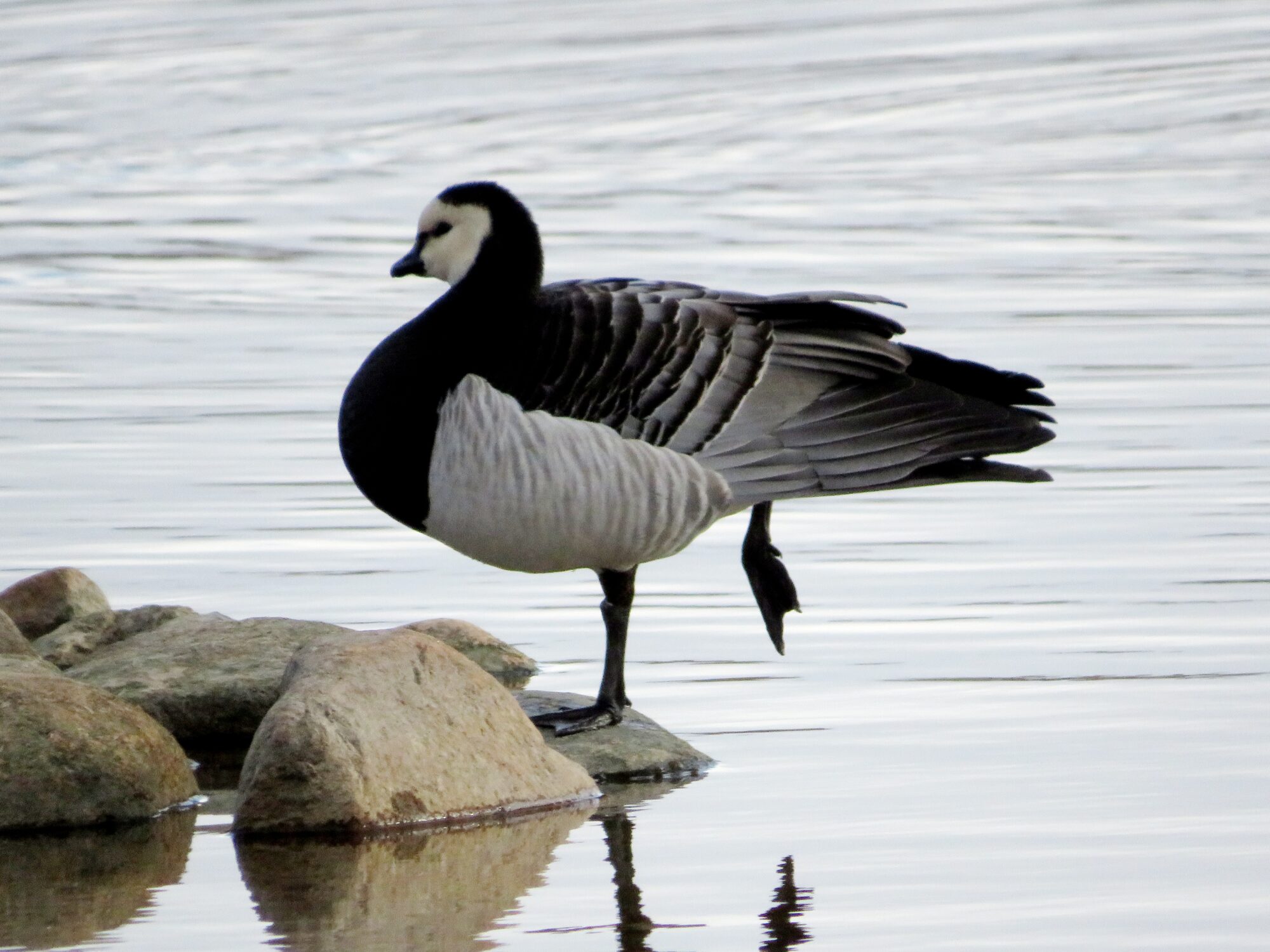 Valokuvaaja: Kaarina Walter