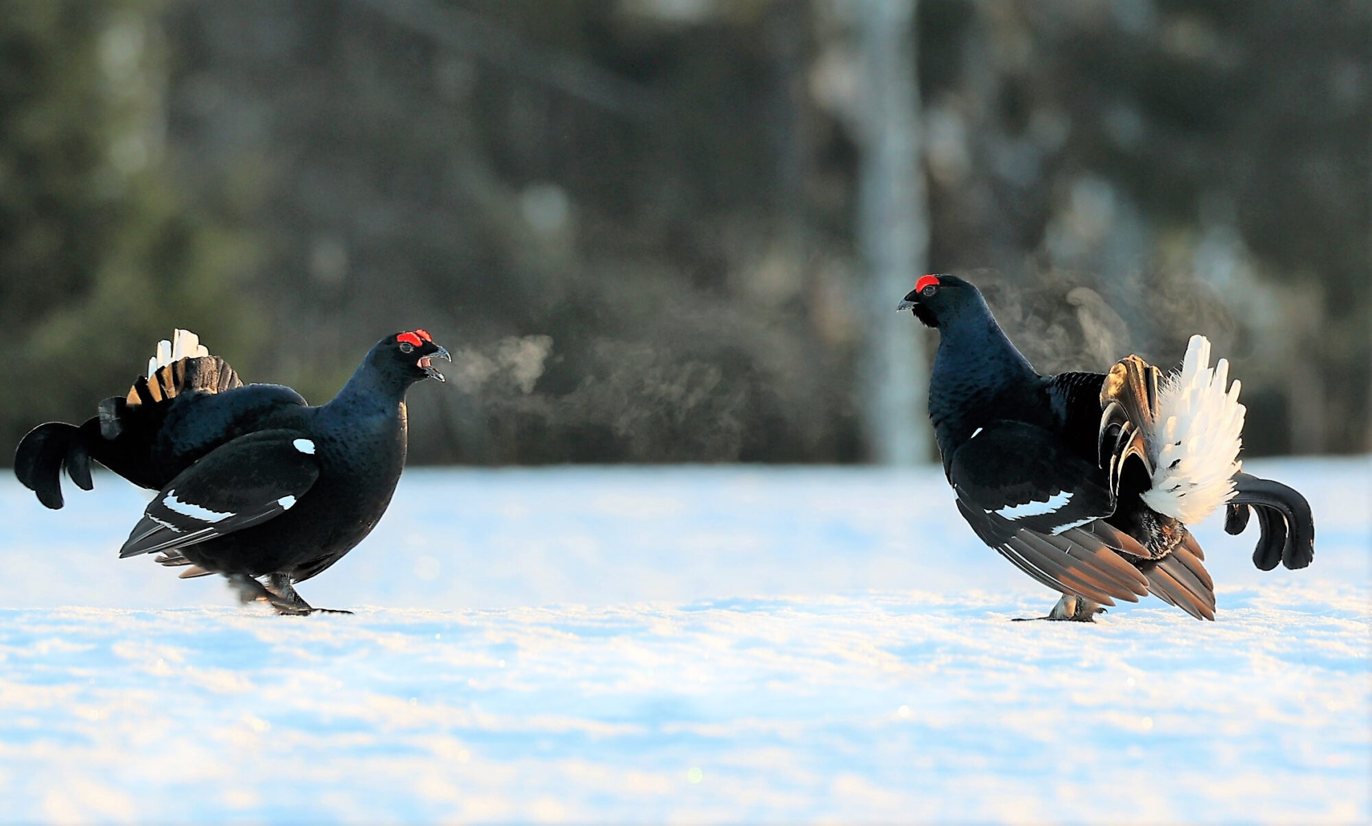 Valokuvaaja: Anne Keskivinkka