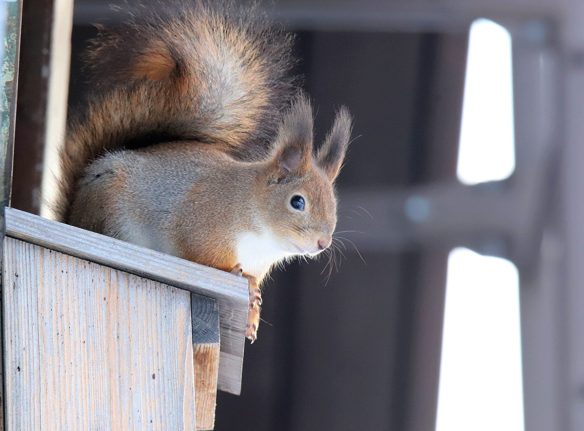 Valokuvaaja: sirpa jyske