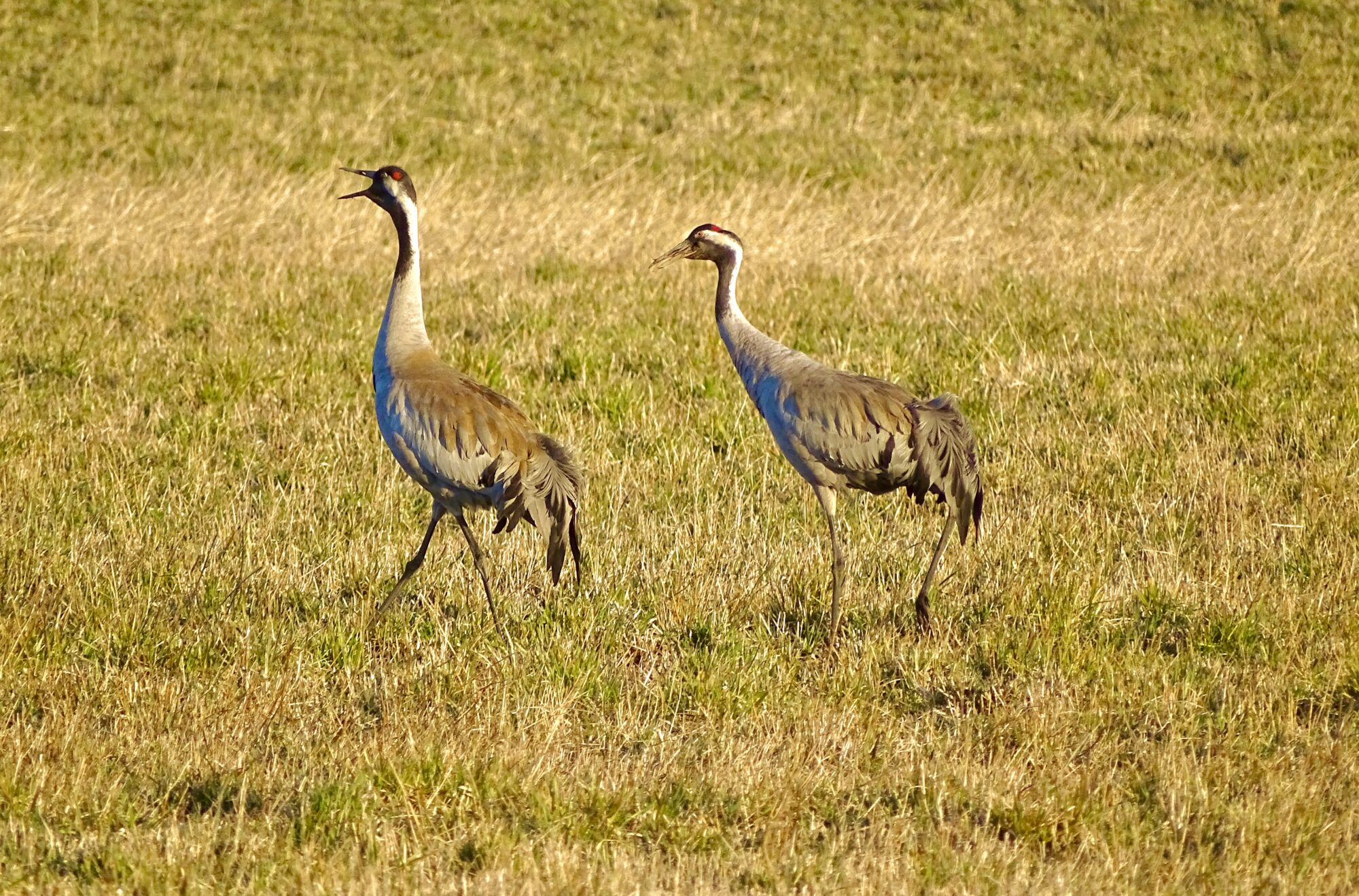 Valokuvaaja: Juhani Peltonen