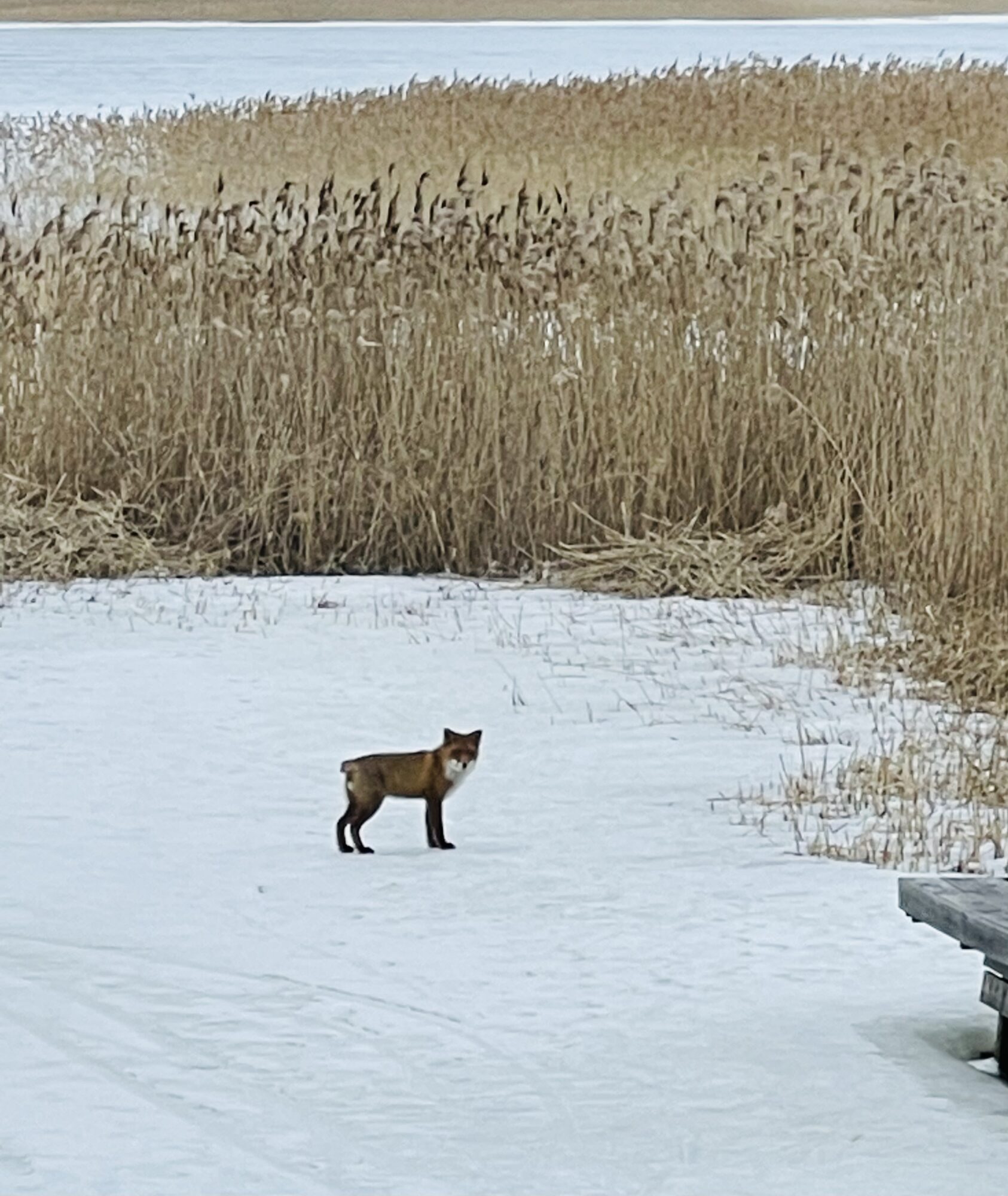 Valokuvaaja: Vuokko Vartiainen
