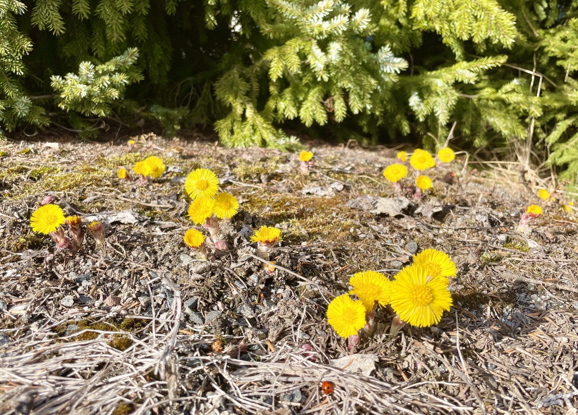 Valokuvaaja: Juhani Pelltonen